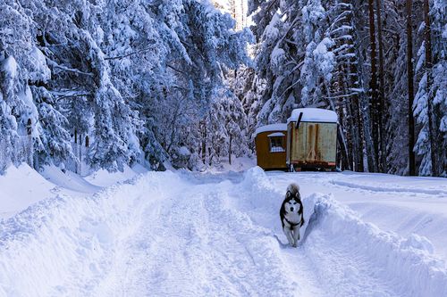 Free A Siberian Husky runs through a snow-covered forest path, showcasing winter's beauty. Stock Photo