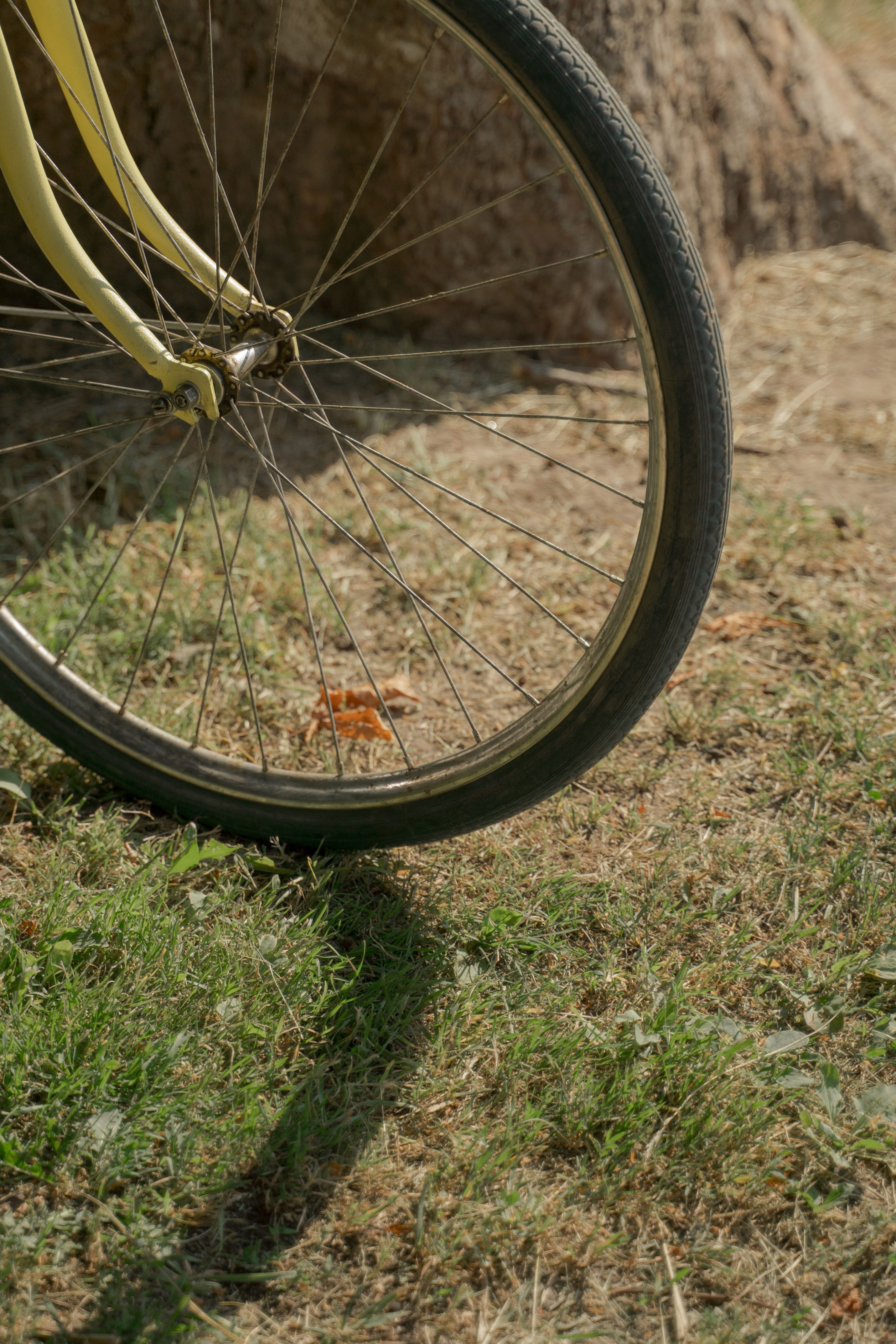 Bicycle Wheel next to Tree · Free Stock Photo
