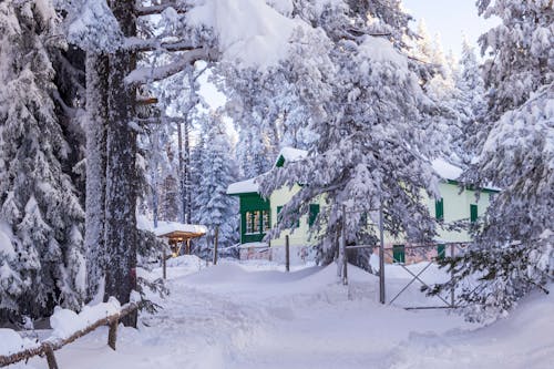 Green and White Wooden House Surrounded by Trees Covered With Snow