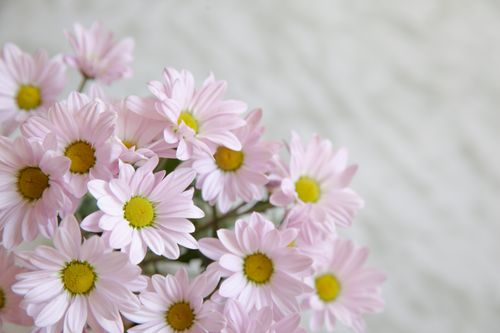Free Close-up of vibrant pink daisies creating a peaceful and serene floral scene. Stock Photo