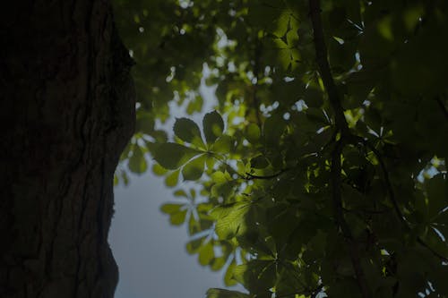 Darmowe zdjęcie z galerii z czyste niebo, drzewo, lato
