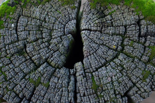 Close-up Photo of a Tree Stump 