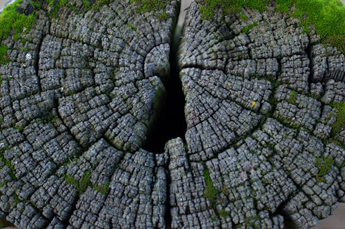 Základová fotografie zdarma na téma detail, dřevěné detaily, dřevo