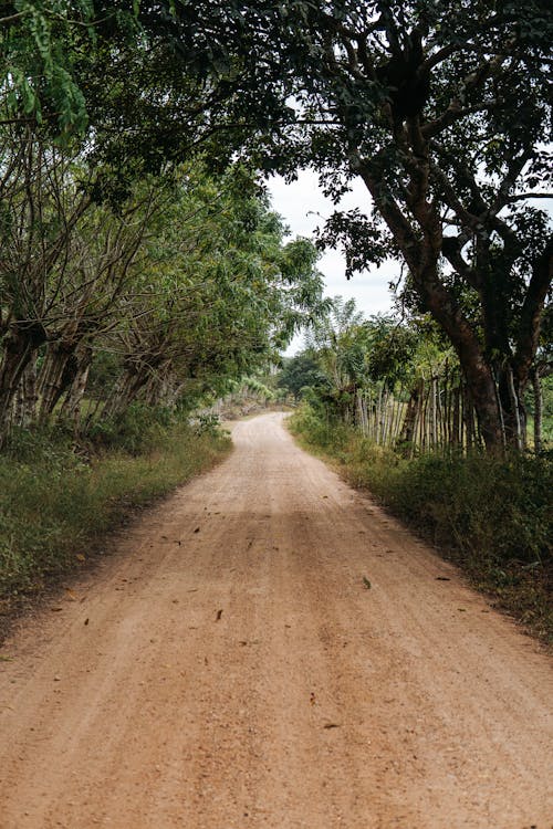 나무, 비포장 도로, 수직 쐈어의 무료 스톡 사진