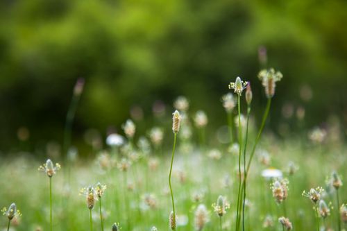 Free stock photo of agricultural, agricultural field, agricultural land Stock Photo
