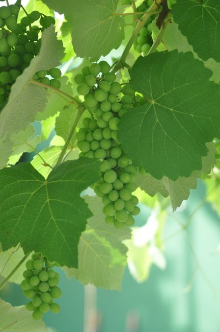 Fresh green grapes growing on a vine with sunlit leaves, ideal for nature themes.