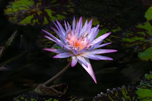 Close-Up Photo of a Water Lily with Purple Petals