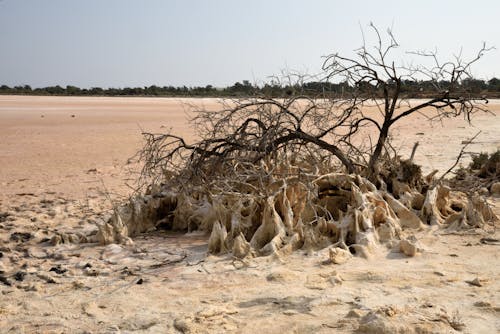 A Dead Tree in a Desert