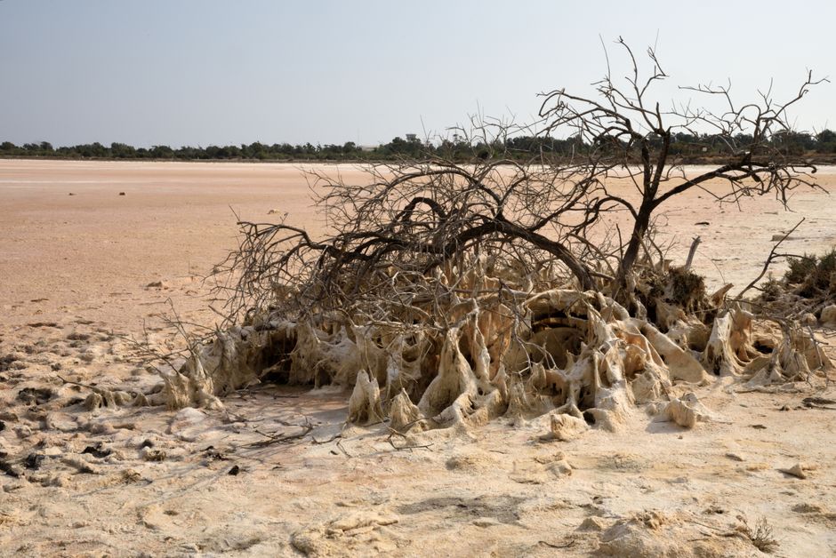 The solitary Tree of Life in the Sakhir desert of Bahrain