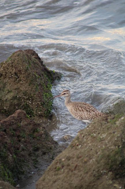 Eurasian Whimbrel by the sea, blending with the rocky shoreline.