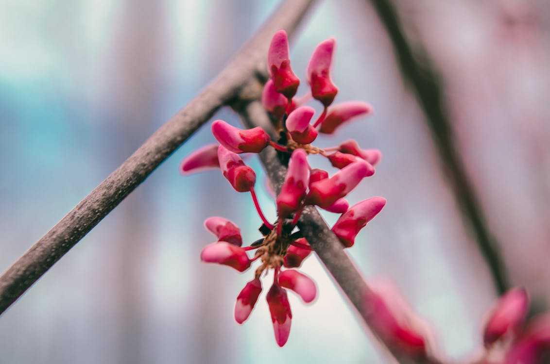 Selective Focus Photography of Red Petaled Flower