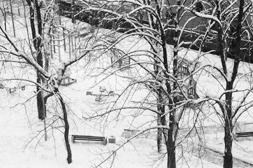 Imagine de stoc gratuită din acoperit de zăpadă, arbori, crengi de copac