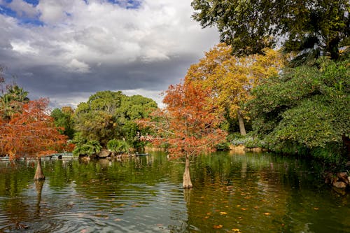 Green and Brown Trees on Water Under a Cloudy Sky