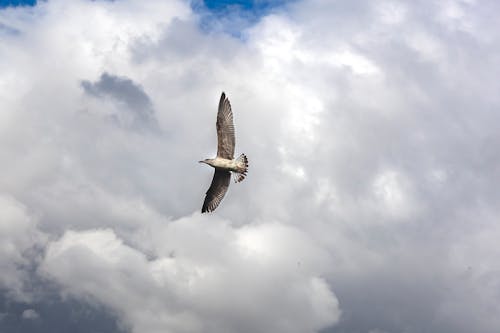 Bird Flying Under Cloudy Sky