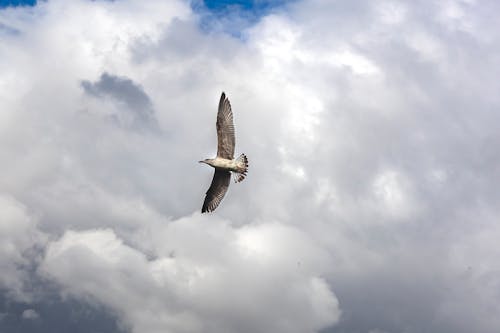 Foto stok gratis bangsa burung, binatang, burung