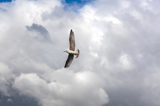 Build Your Wings Midflight