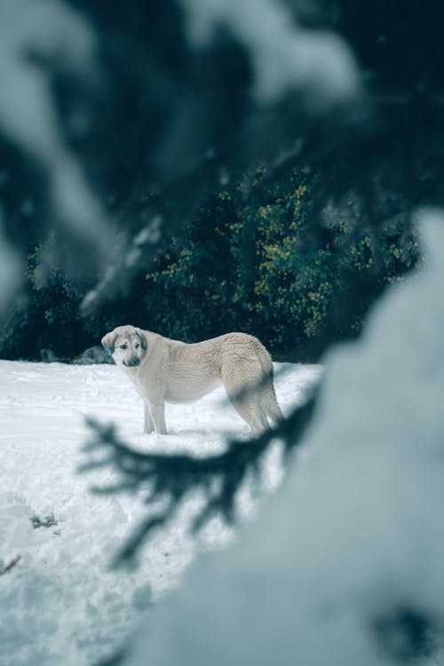 Canine on Snow Covered Ground