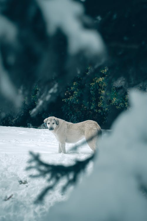 White Short Coated Dog on Snow Covered Ground