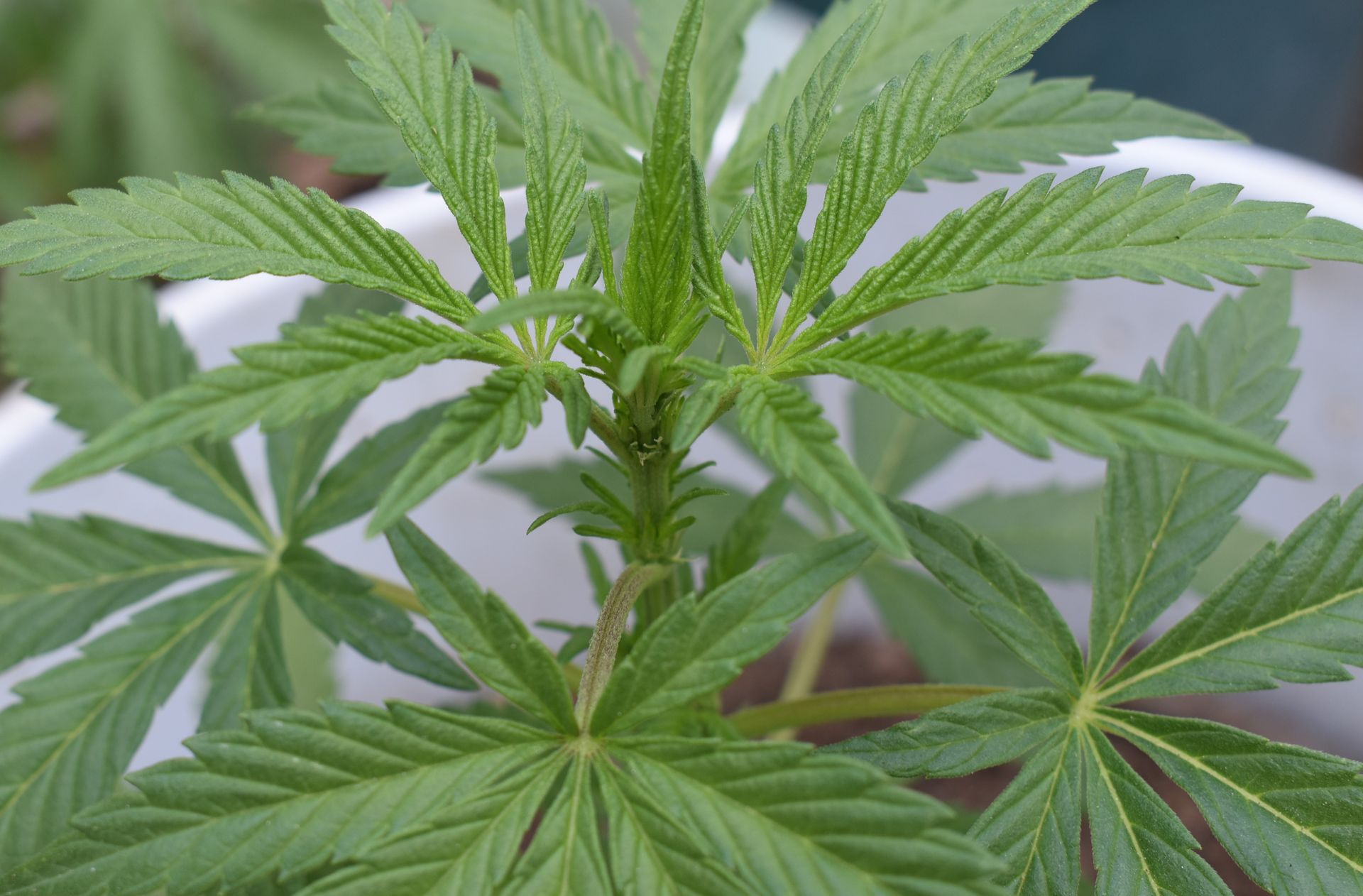 A vibrant close-up shot of a cannabis plant with lush green leaves, highlighting its texture and details.
