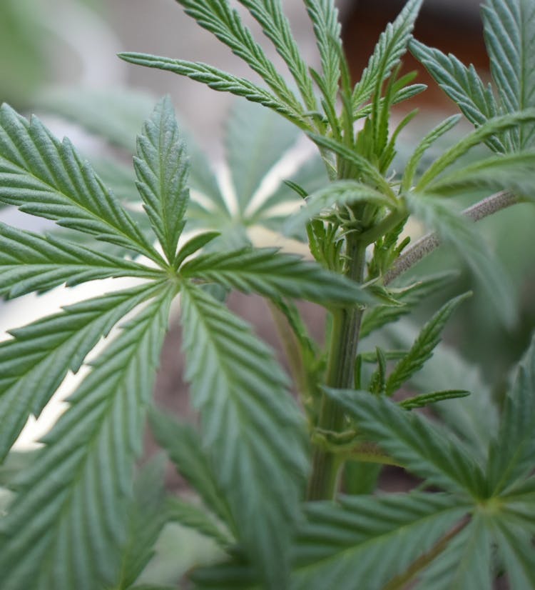 Close Up Shot Of A Medicinal Plant