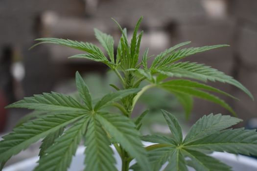 Detailed close-up of green cannabis leaves with a blurred background.