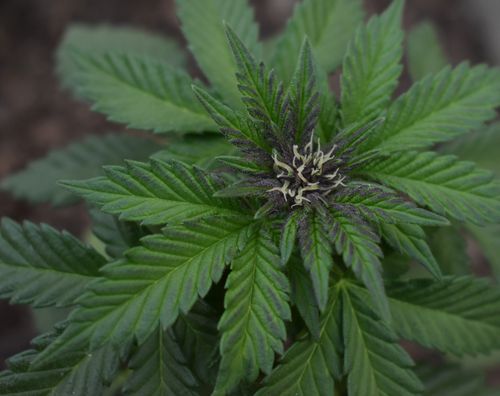 Free A detailed shot of cannabis plant showing green leaves and budding flower. Stock Photo