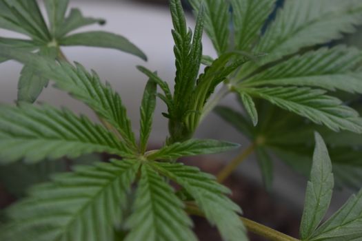 Detailed closeup of cannabis leaves and bud, vibrant green, outdoor growth.