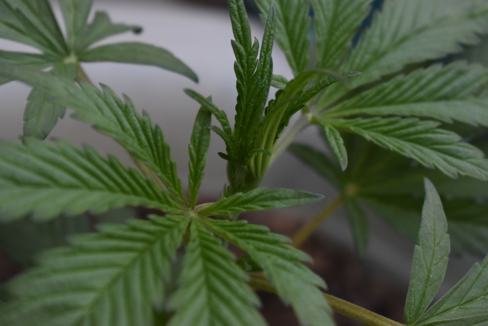 How to Grow Cannabis From Seeds: Your Ultimate Canadian Guide