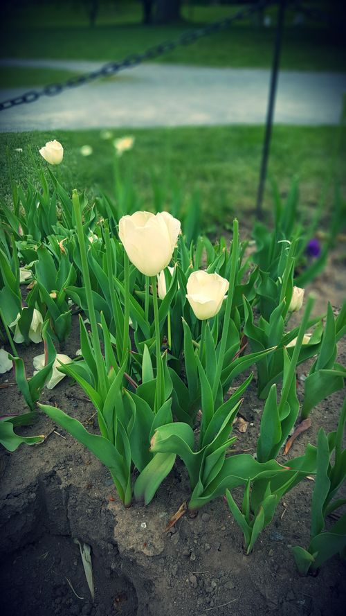 Free Close-up of blooming tulips in an Albany garden, showcasing spring's natural beauty and tranquility. Stock Photo