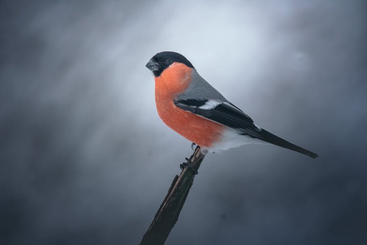 Bullfinch Bird Perched On Brown Tree Branch