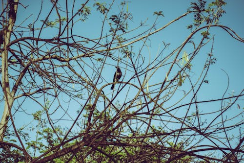 Crow on Tree Branch