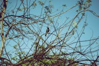 蔚蓝的天空下，卡拉奇的一只孤独的乌鸦栖息在错综复杂的树枝上