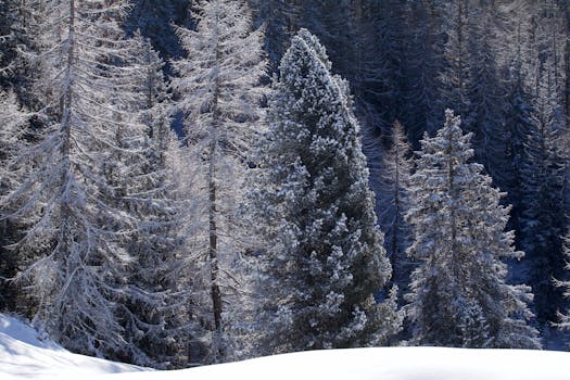 A serene winter landscape showcasing snow-covered trees in Trentino-Alto Adige, Italy.