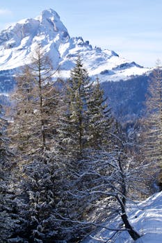 Scenic view of snow-covered mountains and pine trees in winter, Trentino-Alto Adige.