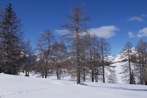 Pine Trees on Snow Covered Ground Under Blue Sky