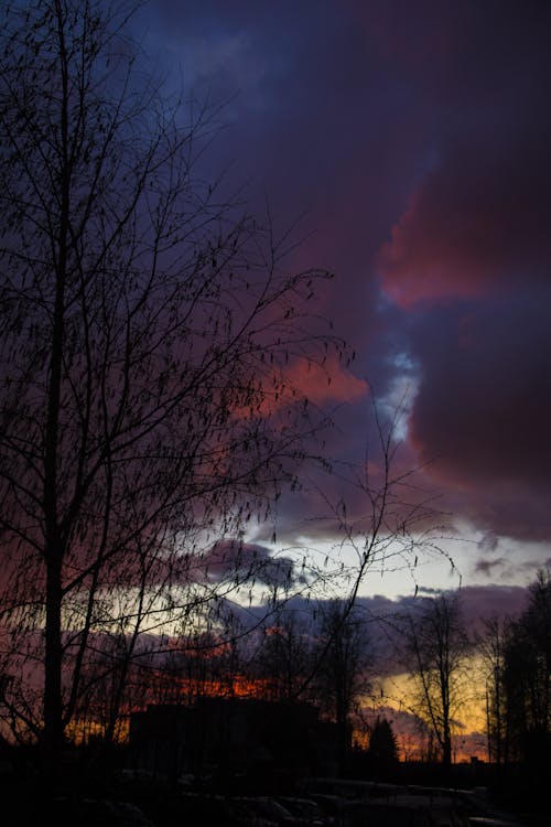 Silhouette Photo of Tree