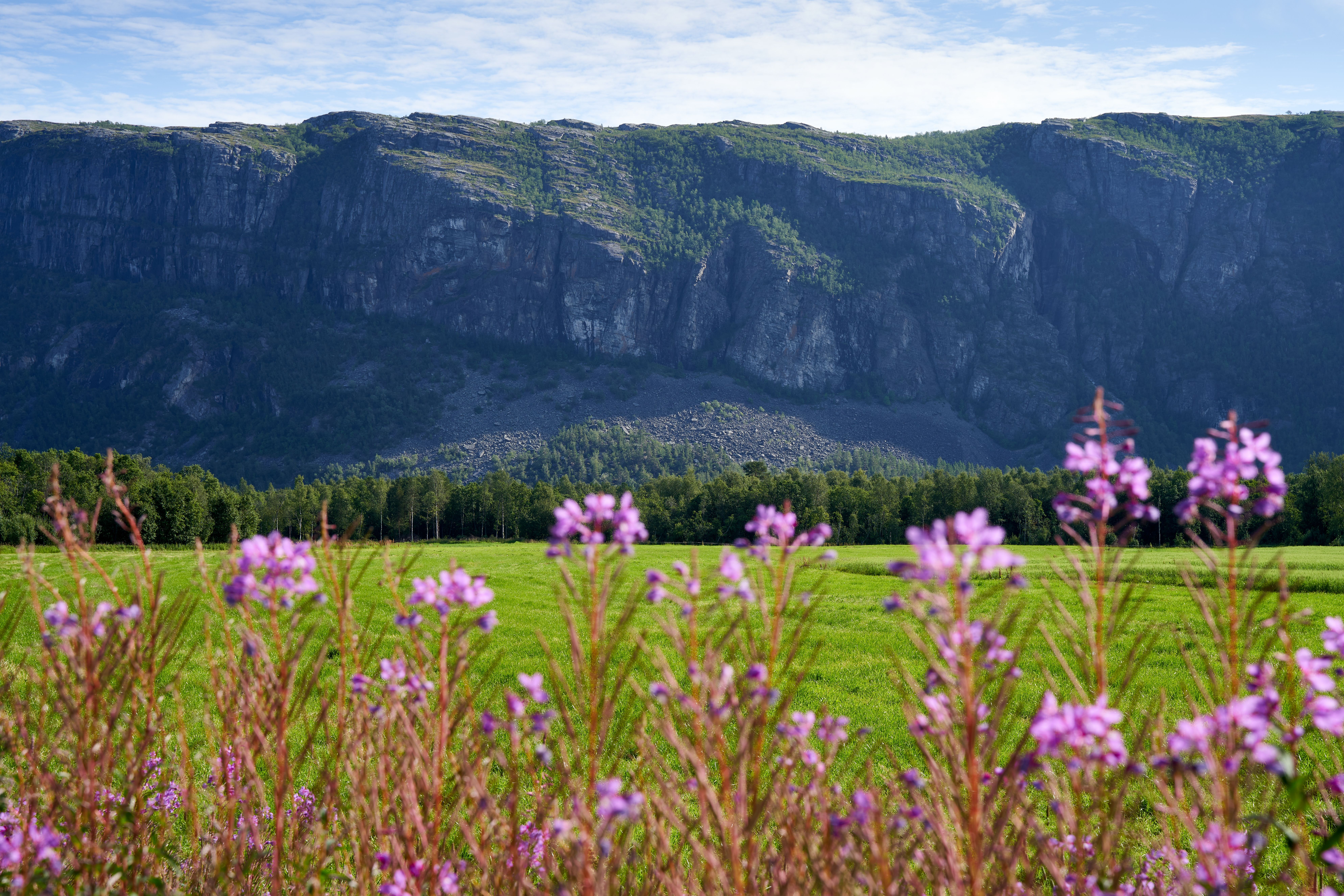 Vibrant summer landscape with mountains and wildflowers in Alta, Norway.