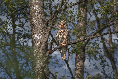 Owl Perched on Tree Branch