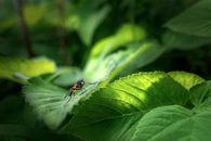 Black and Orange Fly on Green Leaf