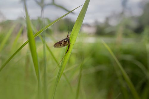 Mayfly on Green Leaf of a Plant