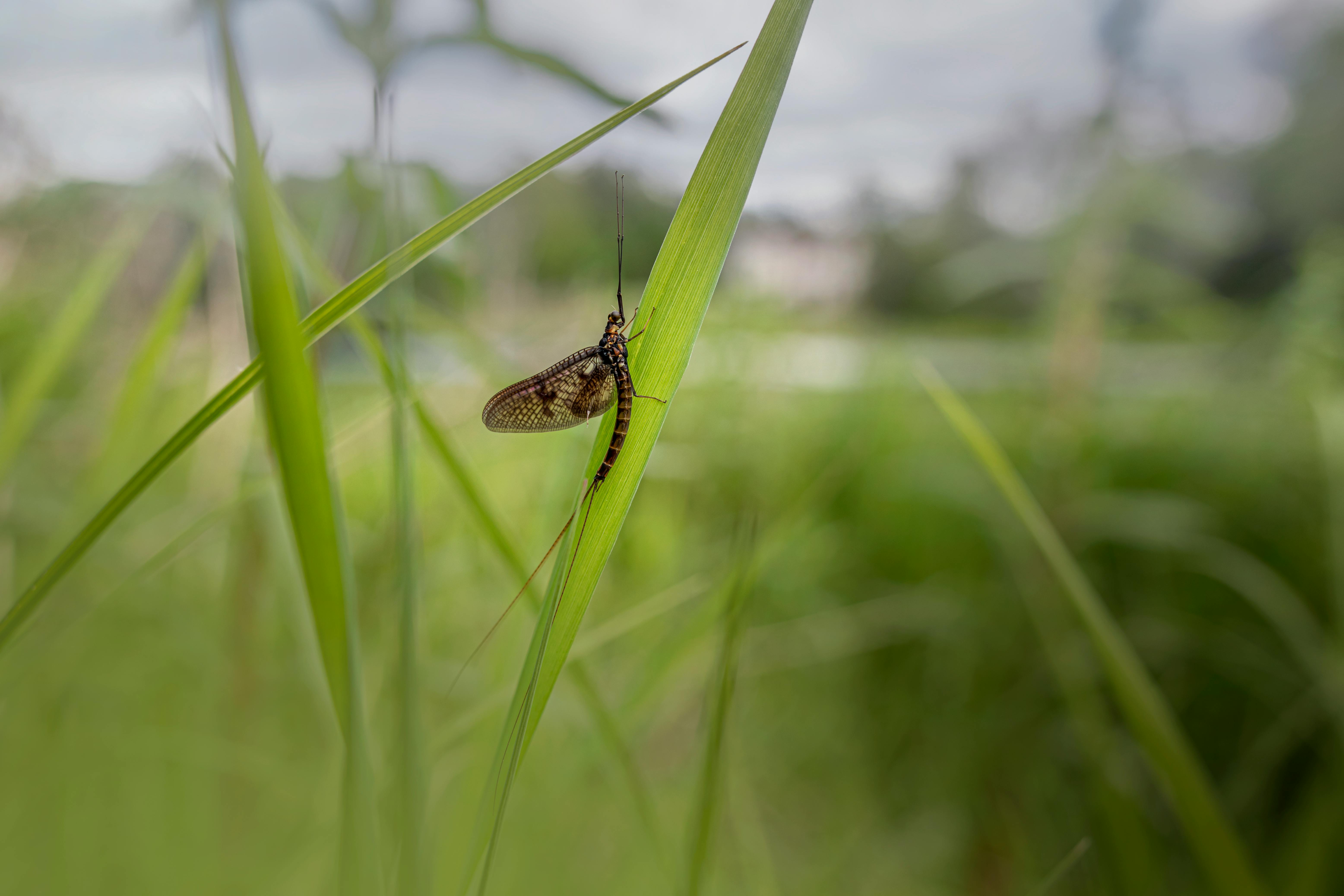 Mayfly Photos, Download The BEST Free Mayfly Stock Photos & HD Images