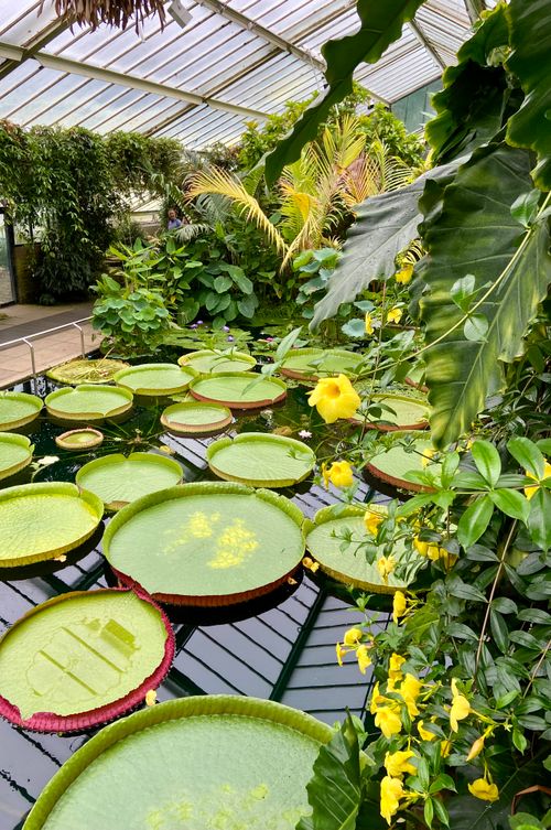 Free Vibrant tropical greenhouse featuring large Victoria water lilies and lush greenery. Stock Photo