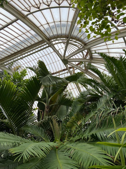 Palm Trees Inside a Greenhouse