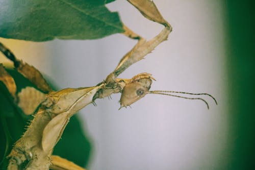 叶虫, 小蟲, 捕食螳螂 的 免费素材图片