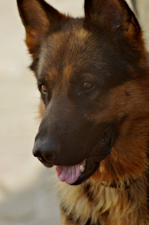 Foto profissional grátis de cachorro, cachorros