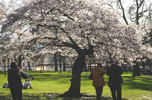 Free People Under White Flower Tree Photo Taken Stock Photo