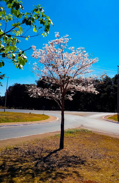 Free stock photo of flowering tree