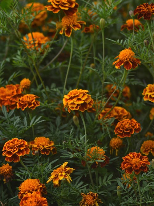 Foto profissional grátis de flores, laranja