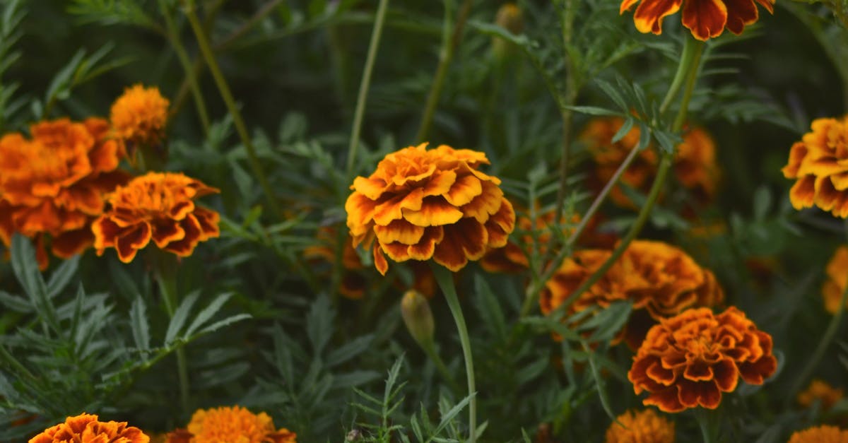 Free stock photo of flowers, orange