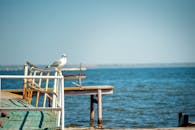 蔚蓝的天空下，广阔的海洋为背景，一只宁静的海鸥栖息在生锈的码头栏杆上